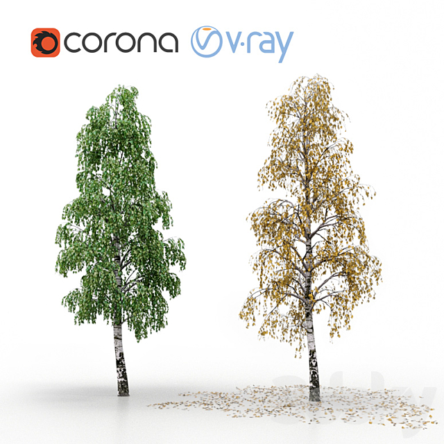 Birch (summer and autumn) 3ds Max - thumbnail 1