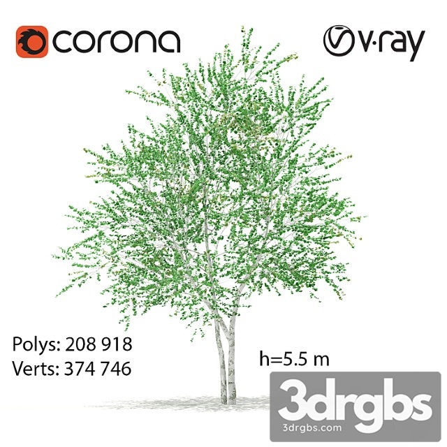 Birch Tree 2 3dsmax Download - thumbnail 1