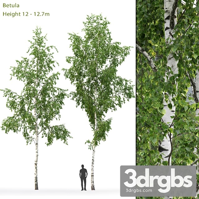 Birch Tree 4 3dsmax Download - thumbnail 1