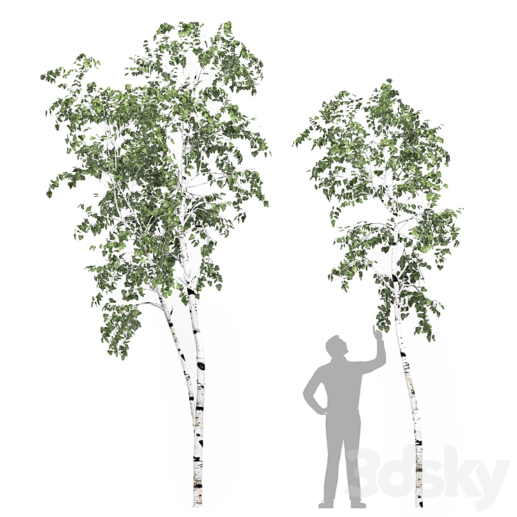 Birch tree set 8 3DS Max - thumbnail 1