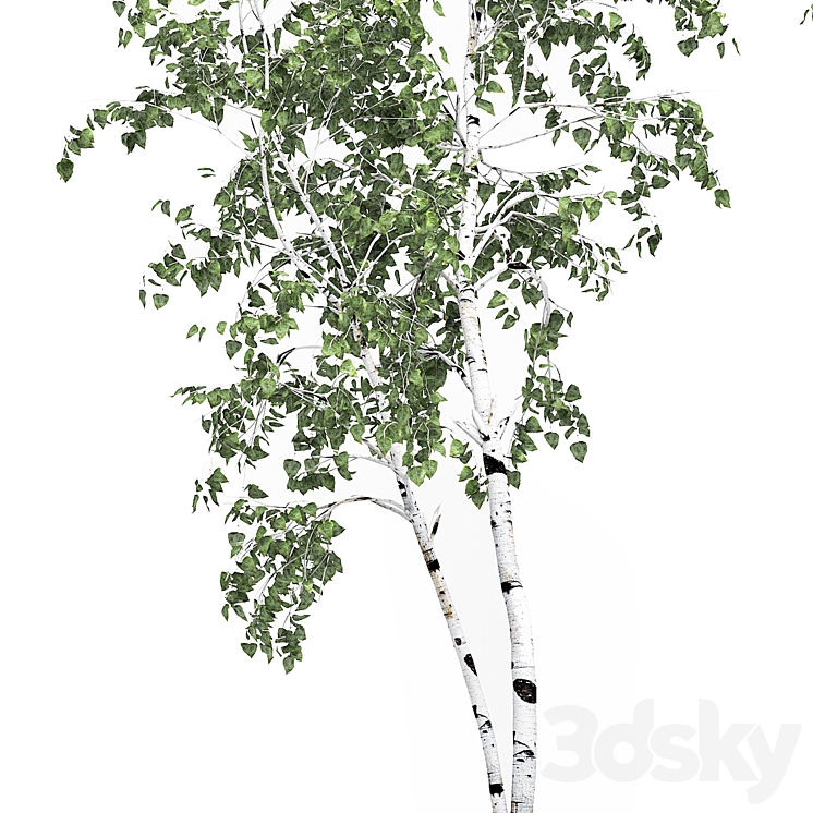 Birch tree set 8 3DS Max - thumbnail 2