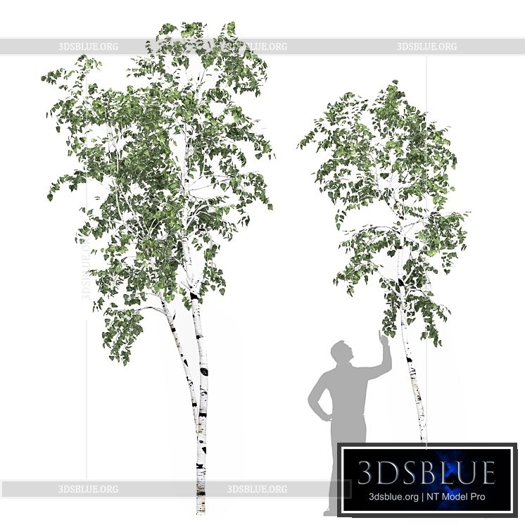 Birch tree set 8 3DS Max - thumbnail 3