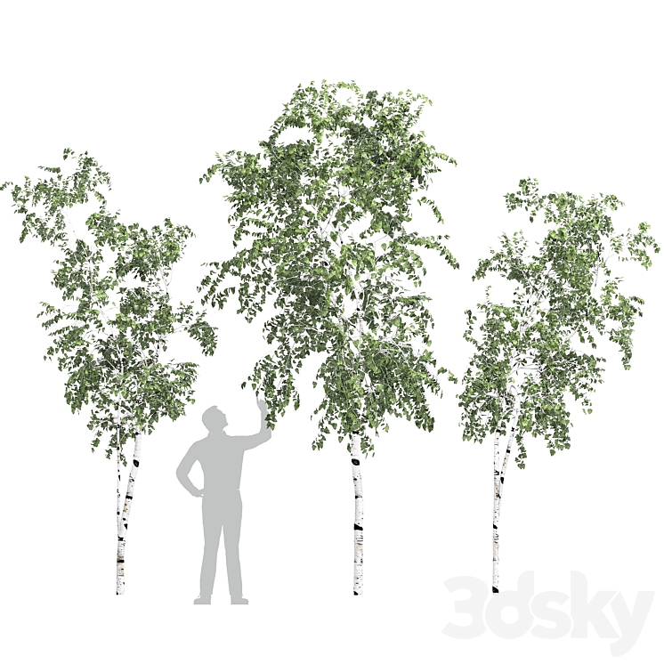 Birch tree set 9 3DS Max - thumbnail 1