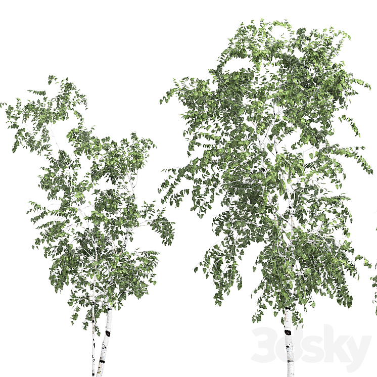 Birch tree set 9 3DS Max - thumbnail 2