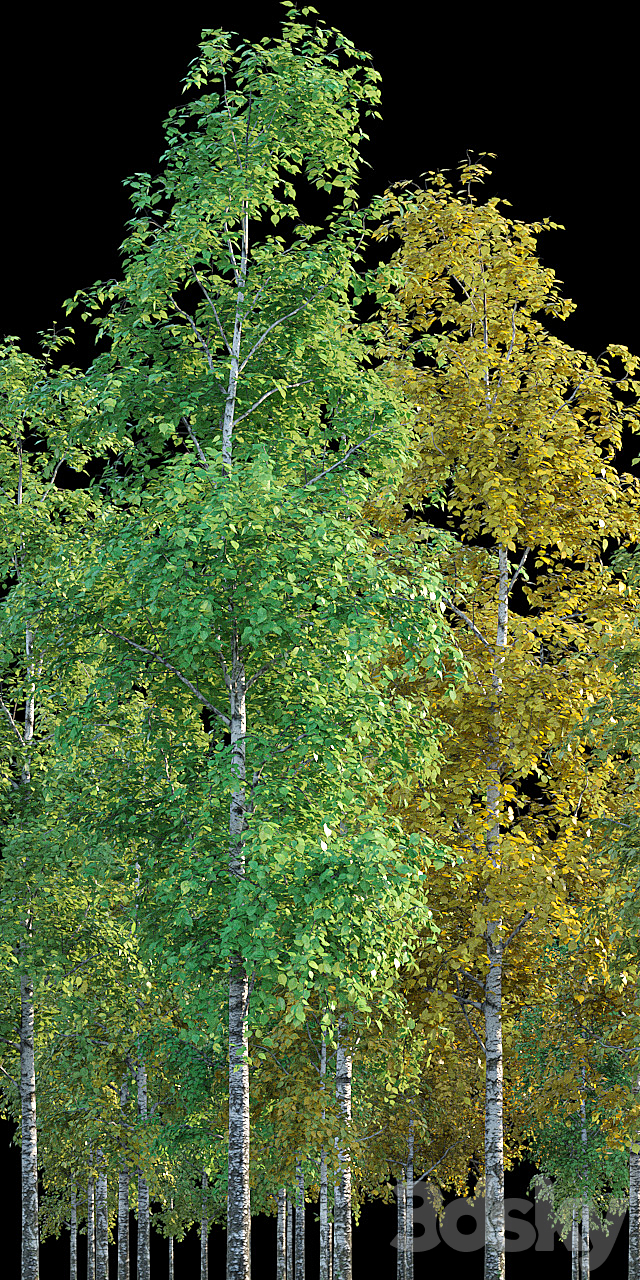 Birches 3ds Max - thumbnail 2