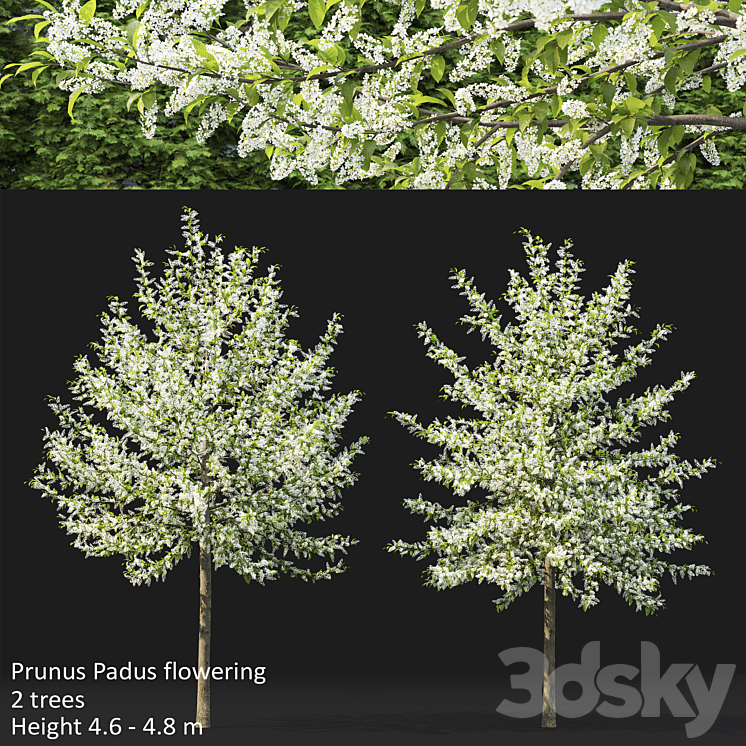 Bird cherry | Prunus Padus flowering # 3 3DS Max - thumbnail 1