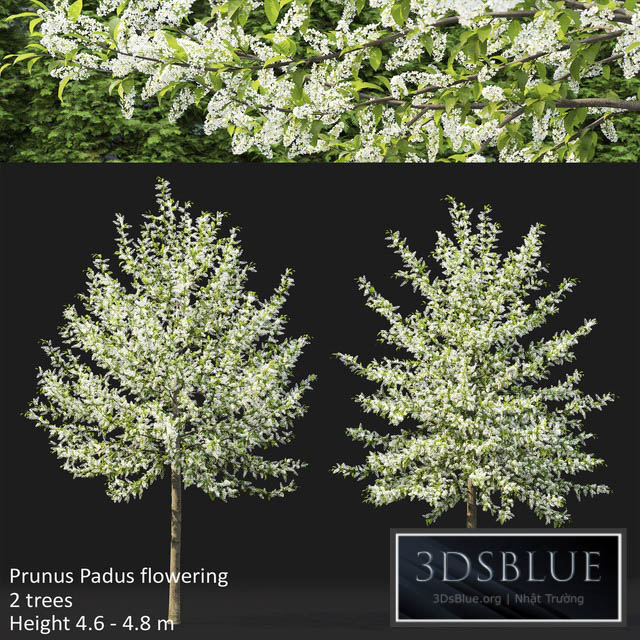 Bird cherry | Prunus Padus flowering # 3 3DS Max - thumbnail 3