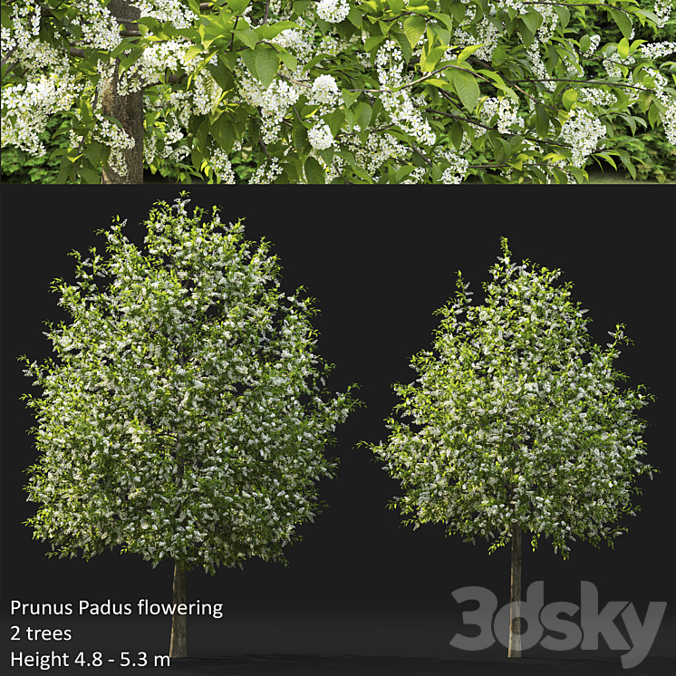 Bird cherry | Prunus Padus flowering # 4 3DS Max - thumbnail 1