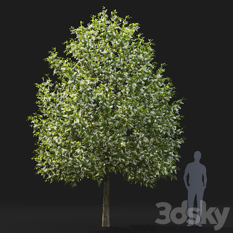 Bird cherry | Prunus Padus flowering # 4 3DS Max - thumbnail 2