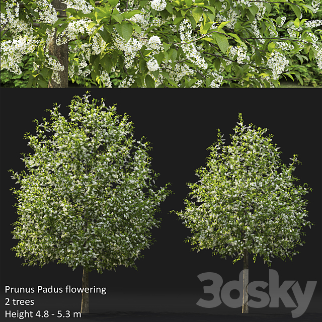 Bird cherry | Prunus Padus flowering # 4 3DSMax File - thumbnail 1