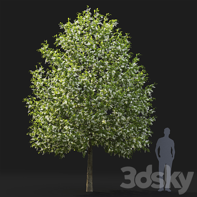 Bird cherry | Prunus Padus flowering # 4 3DSMax File - thumbnail 2