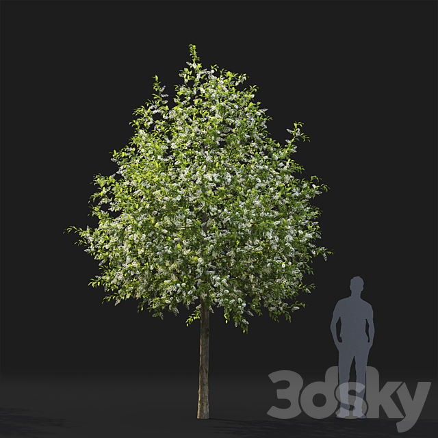 Bird cherry | Prunus Padus flowering # 4 3DSMax File - thumbnail 3