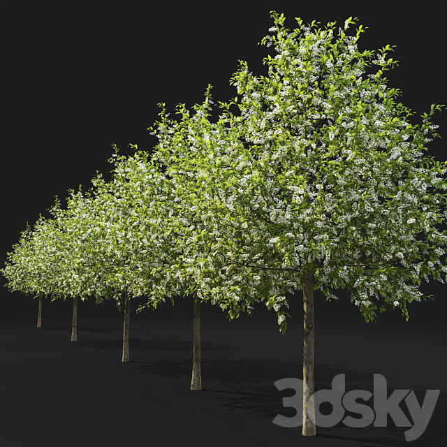 Bird cherry | Prunus Padus flowering # 4 3DSMax File - thumbnail 4