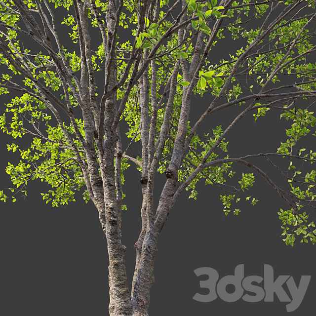 Black cherry 02 3DS Max Model - thumbnail 4