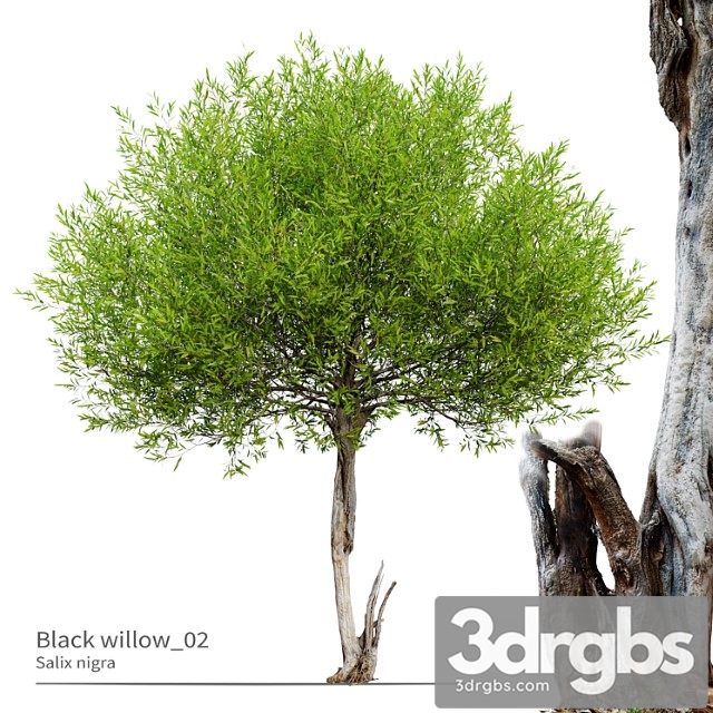 Black willow 02 - thumbnail 1