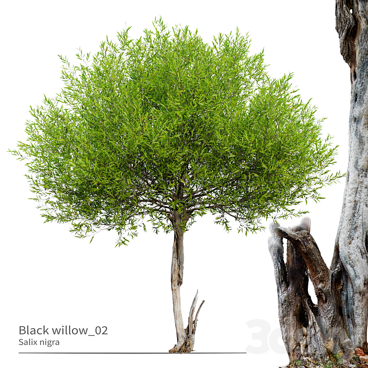 Black willow_02 3DS Max - thumbnail 1