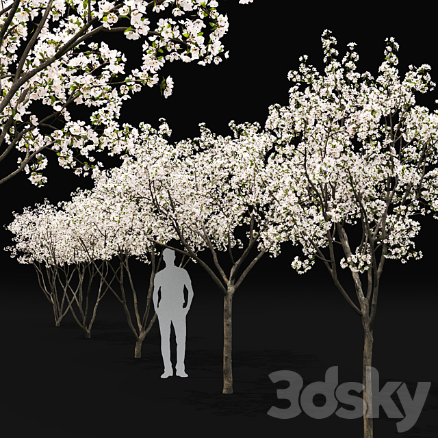 Blooming Apple Tree | Malus Hybridus flowering # 1 3DS Max Model - thumbnail 2