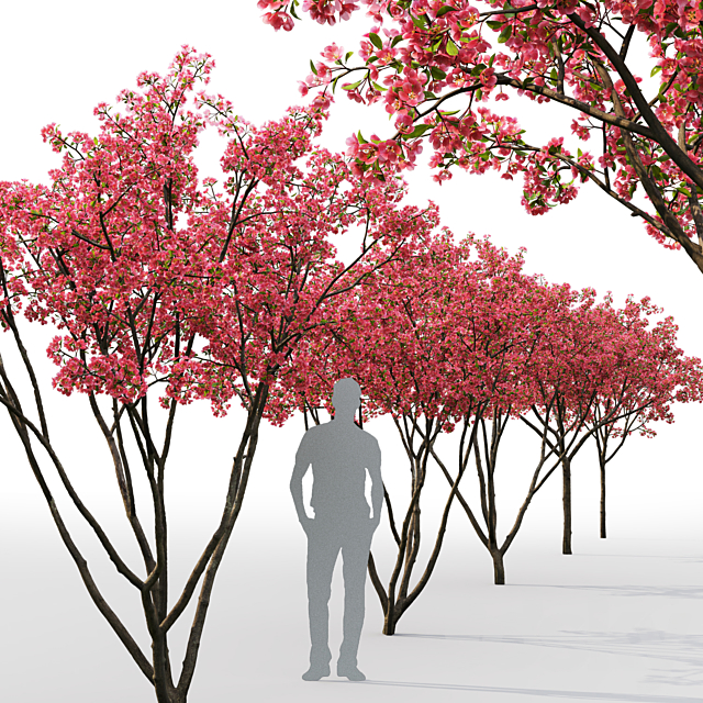 Blooming Apple Tree | Malus Hybridus flowering # 1 3DS Max Model - thumbnail 3