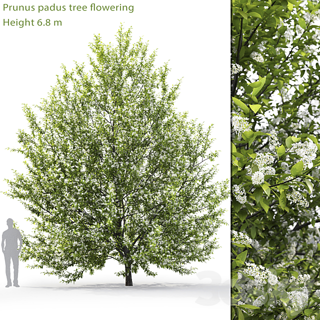 Blooming cherry tree | Prunus padus # 1 (6.8m) 3DSMax File - thumbnail 1