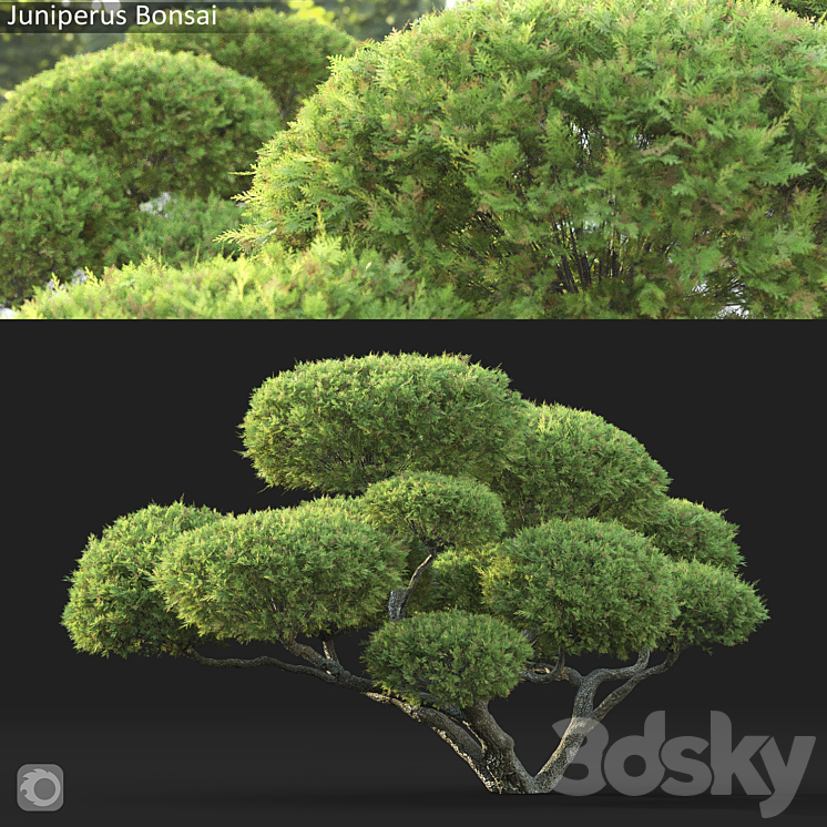 Bonsai 3DS Max Model - thumbnail 1