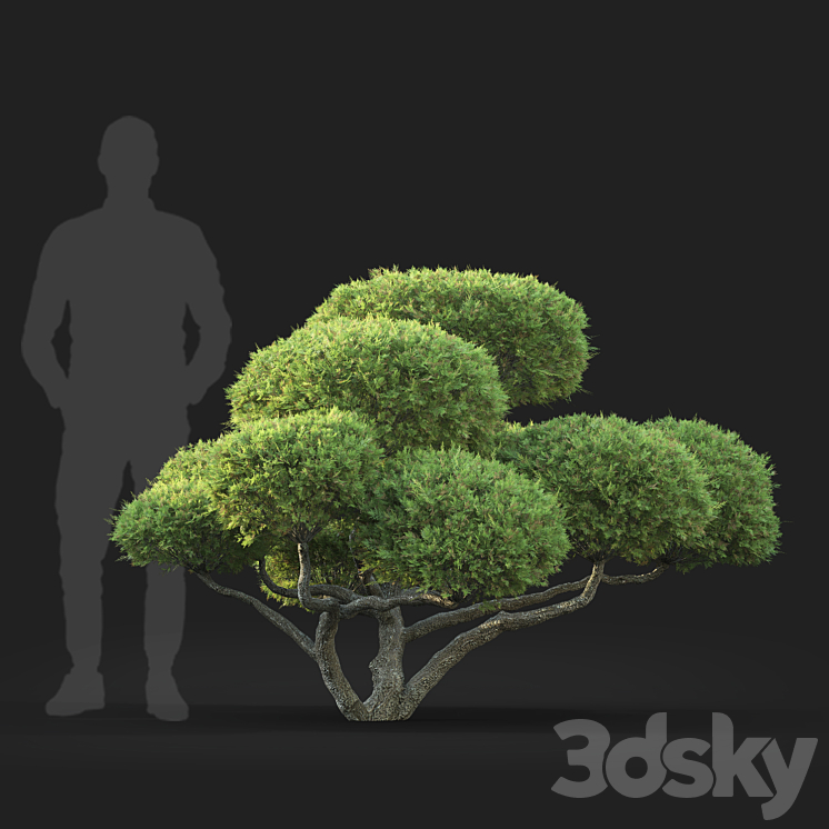 Bonsai 3DS Max Model - thumbnail 2