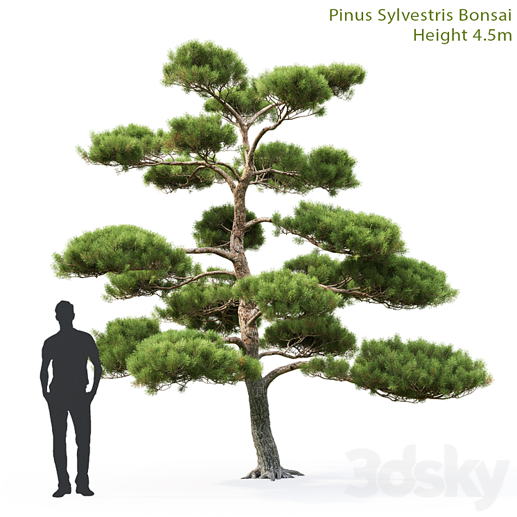 Bonsai 3DS Max - thumbnail 1