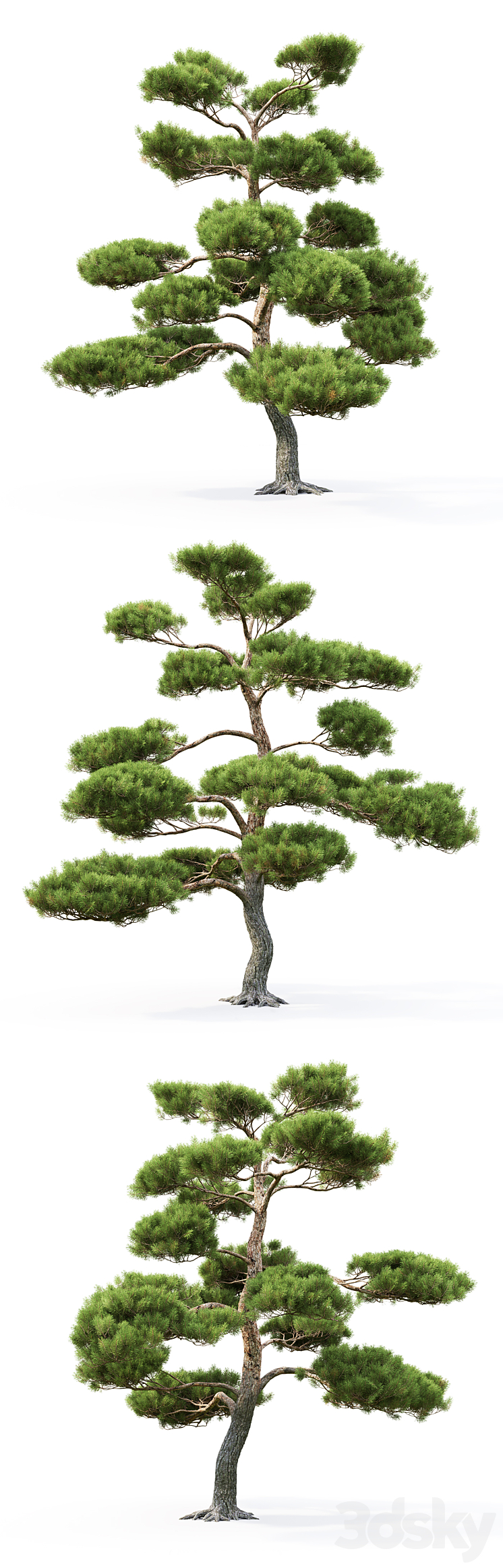 Bonsai 3DS Max - thumbnail 2