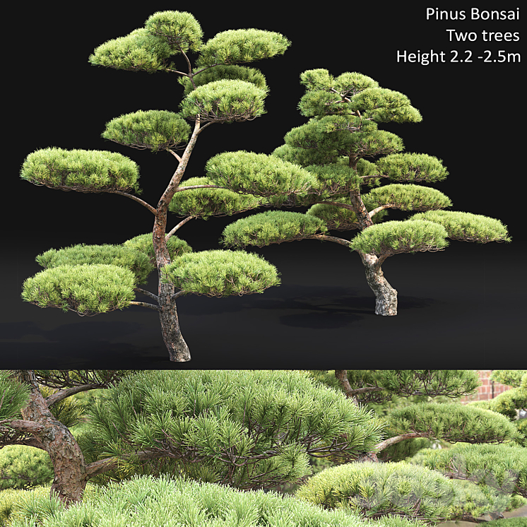 Bonsai 3DS Max - thumbnail 1