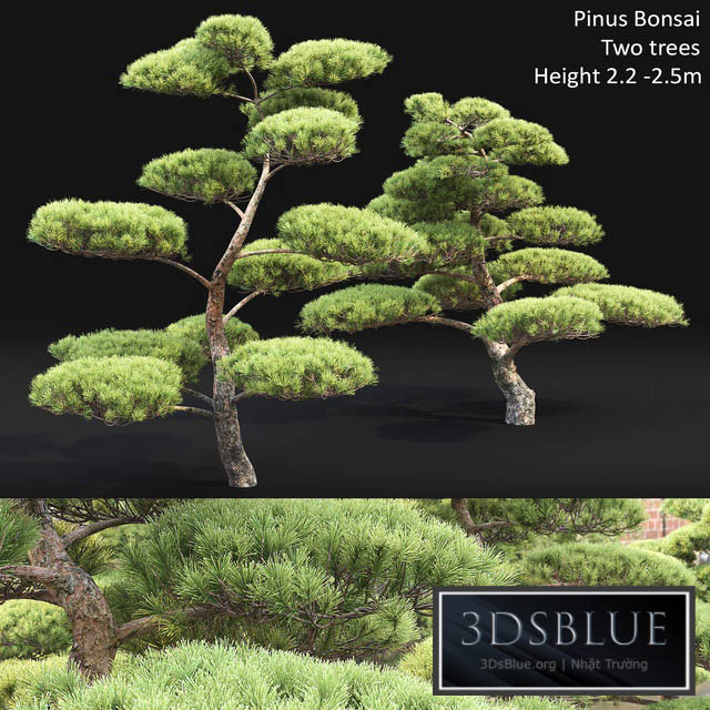 Bonsai 3DS Max - thumbnail 3