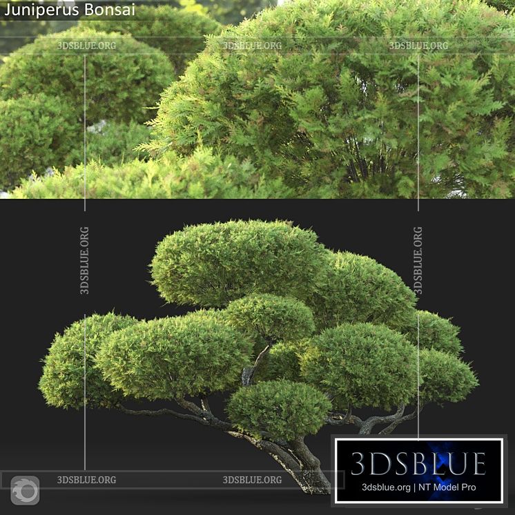 Bonsai 3DS Max - thumbnail 3