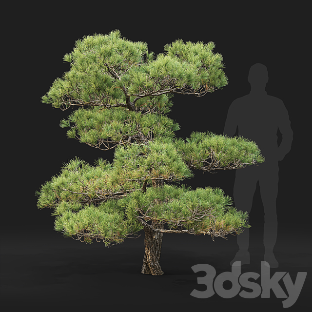 Bonsai 3DS Max Model - thumbnail 2