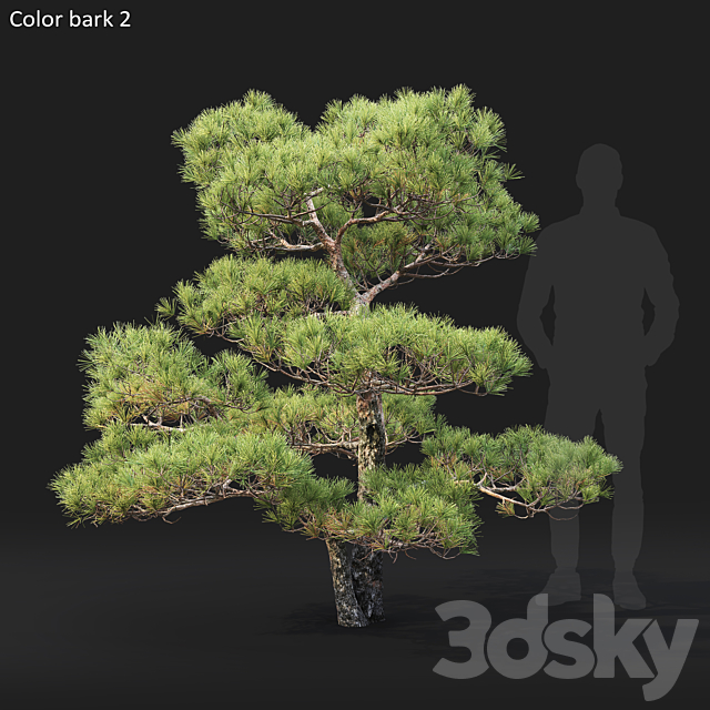 Bonsai 3DS Max Model - thumbnail 3