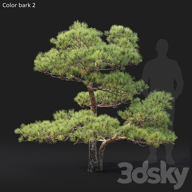 Bonsai 3DS Max Model - thumbnail 4