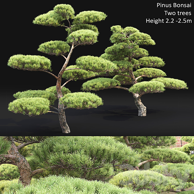 Bonsai 3DSMax File - thumbnail 1