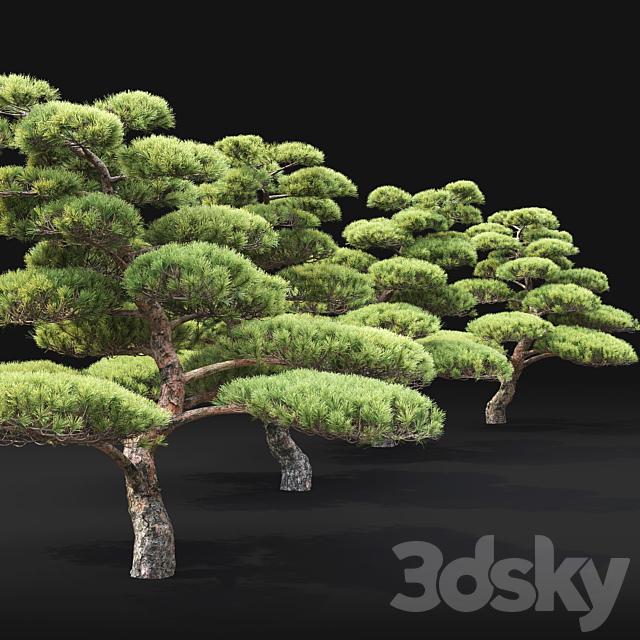 Bonsai 3DSMax File - thumbnail 3