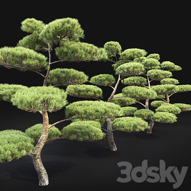 Bonsai 3DSMax File - thumbnail 4