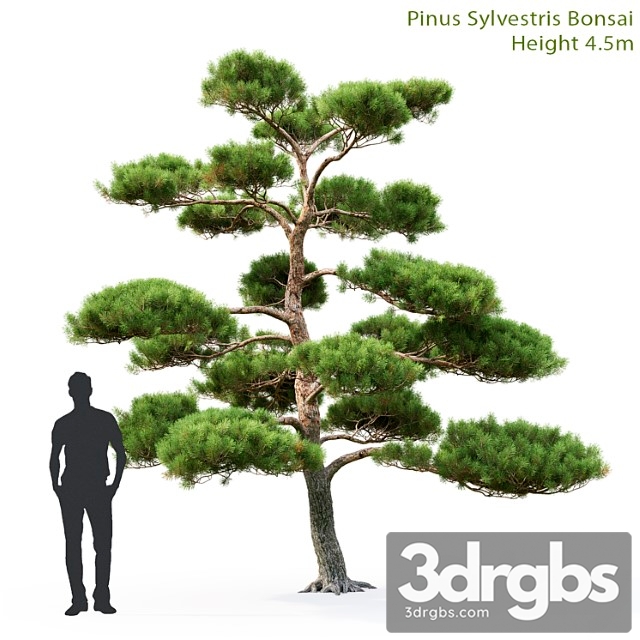 Bonsai 56 3dsmax Download - thumbnail 1