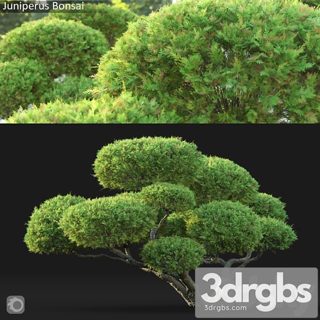 Bonsai - thumbnail 1