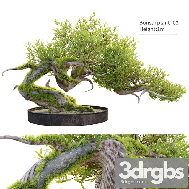 Bonsai plant 03 - thumbnail 1