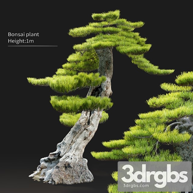 Bonsai plant - thumbnail 1