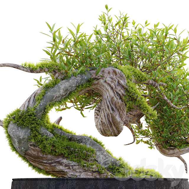 Bonsai plant_03 3DS Max Model - thumbnail 2