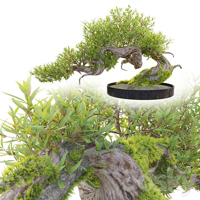 Bonsai plant_03 3DS Max Model - thumbnail 3