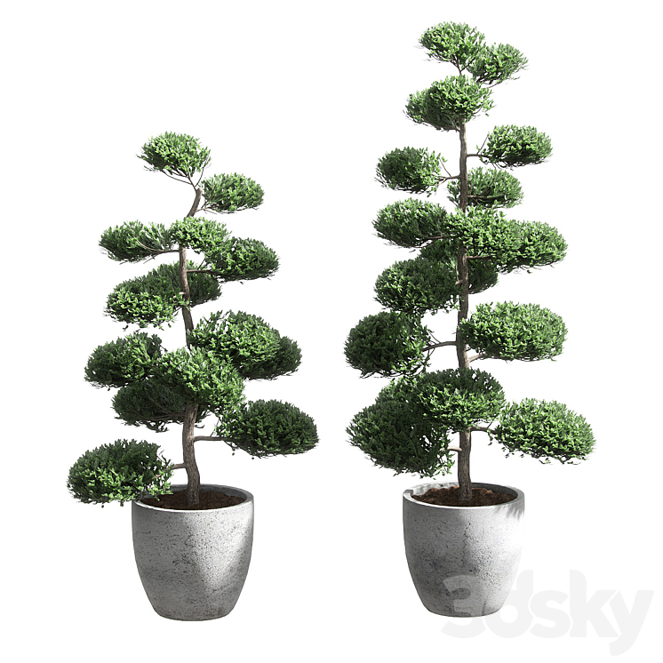 Bonsai with spherical branches. 2 models 3DS Max - thumbnail 1