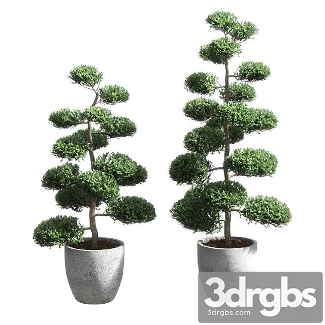 Bonsai with spherical branches. 2 models - thumbnail 1