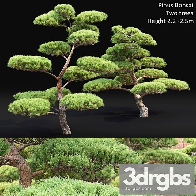 Bonsai_3 - thumbnail 1