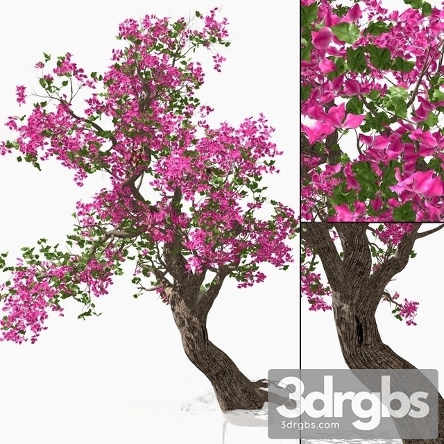 Bougainvillea 15 3dsmax Download - thumbnail 1