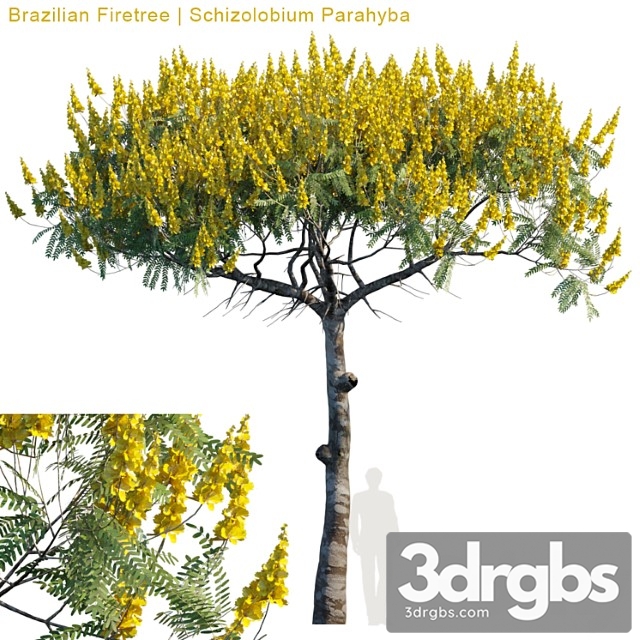 Brazilian Firetree Schizolobium Parahyba 2 1 3dsmax Download - thumbnail 1