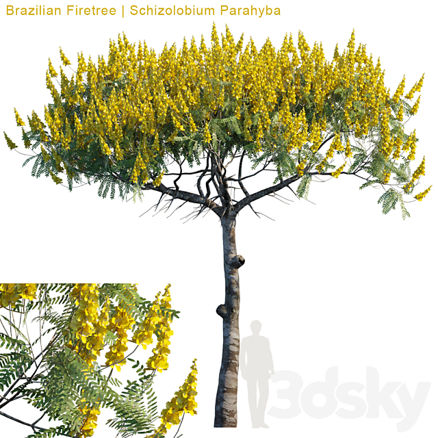 Brazilian Firetree | Schizolobium Parahyba # 2 3ds Max - thumbnail 1