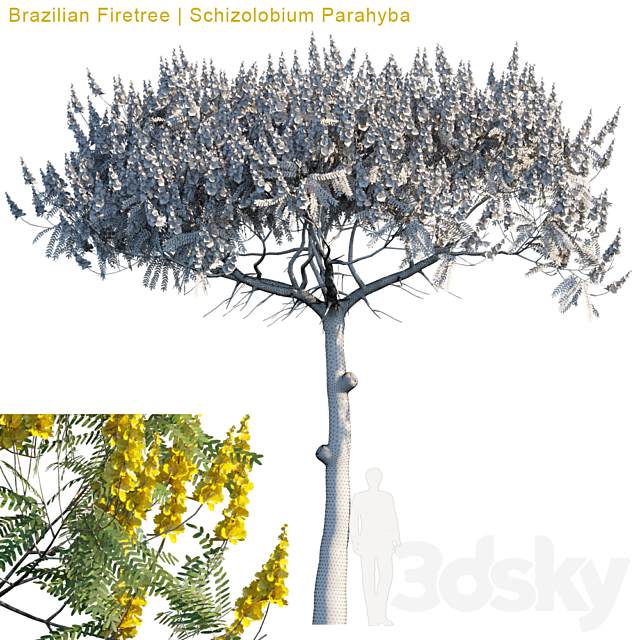 Brazilian Firetree | Schizolobium Parahyba # 2 3ds Max - thumbnail 2