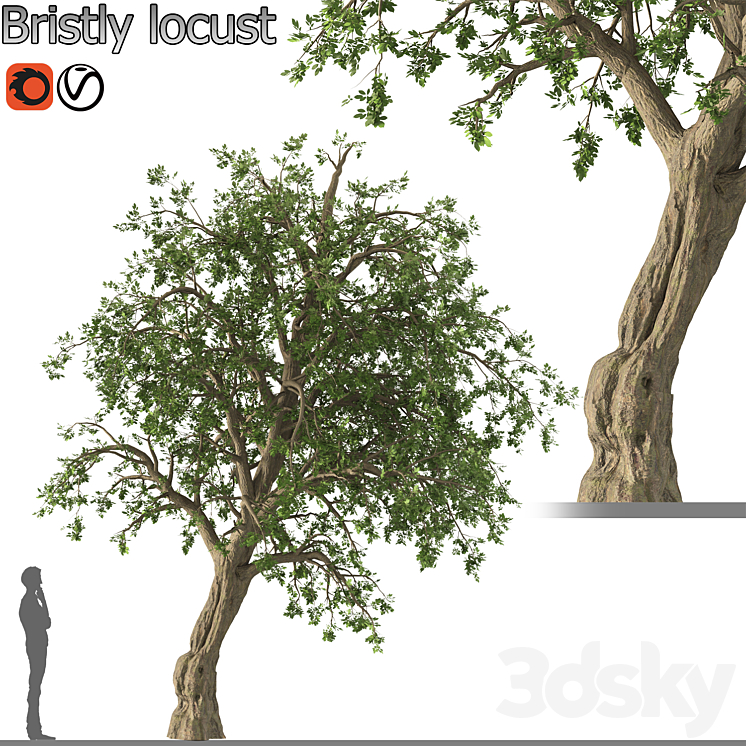 Bristly locust tree (1 Tree) 3DS Max Model - thumbnail 3